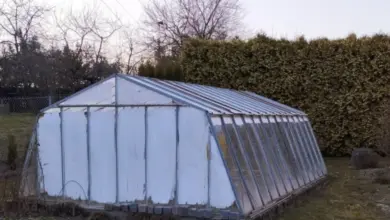 Greenhouse in garden