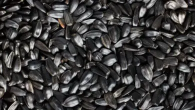 Black sunflower seeds
