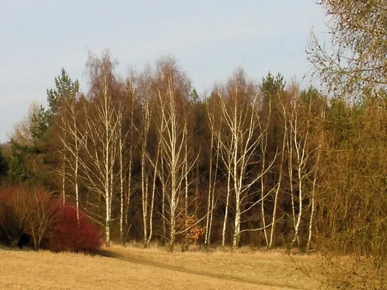 Řada holých bříz stojí na suché trávě s jehličnany v pozadí.