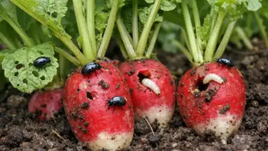 Radishes with pests
