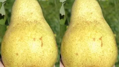 Zralá hruška držená v ruce na pozadí zelené zahrady.