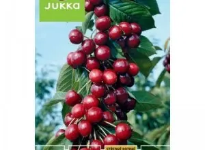 Skládané třešně na větvi sloupovitého stromu