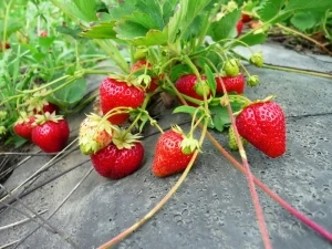 Červené jahody rostoucí na černém plstě v poli.