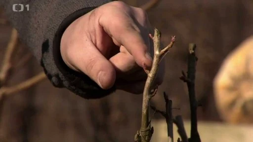 Ruka váže výhonok na stonku při roubování rybízu.