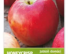 Fotografie červeného jablka odrůdy Honeycrisp s listem v pozadí.