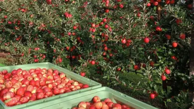 Red apples on trees and in crates