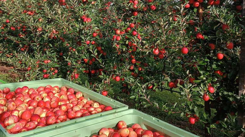 Red apples on trees and in crates