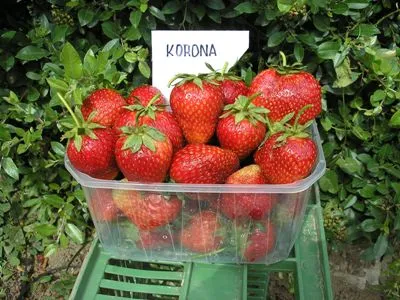 Jahody odrůdy Korona v plastovém kontejneru na zelené paletě.