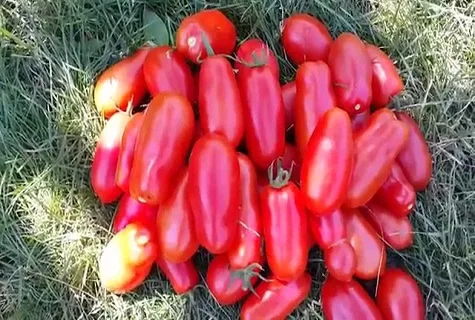 Hromada červených rajčat odrůdy San Marzano na trávě.