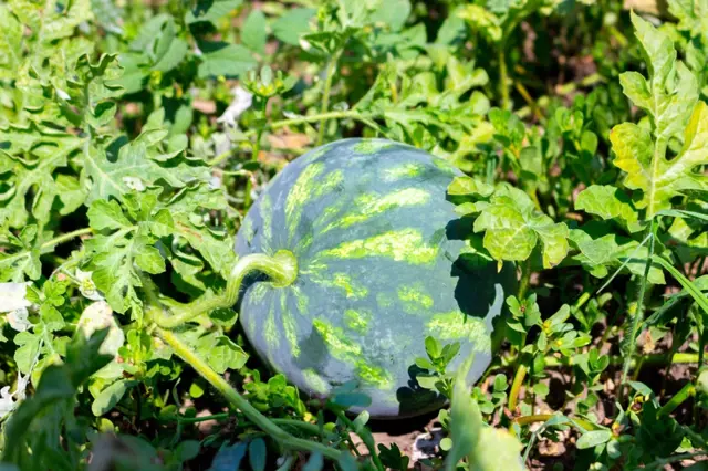 Meloun rostoucí na lodyze mezi listy v zahradě.