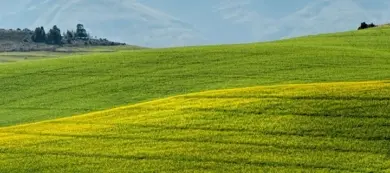 Zelené polní lány s rostlinami na pozadí hor.