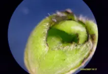 Zelený pupen rostliny s chloupky na makro fotografii.