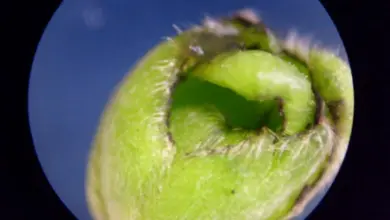 Zelený pupen rostliny s chloupky na makro fotografii.