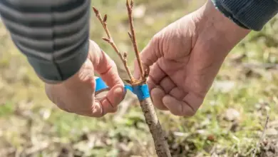 Roubování meruňky: ruce obalují očkování modrou páskou.