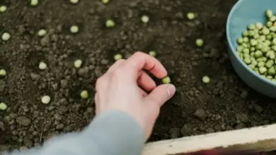 Ruka zasazuje zelená semena hrachu do země.