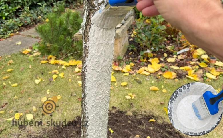 Člověk bělí kmen stromu vápnem štětcem v zahradě.