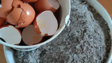 Prasklé skořápky vajec a půda v nádobě pro okurky.