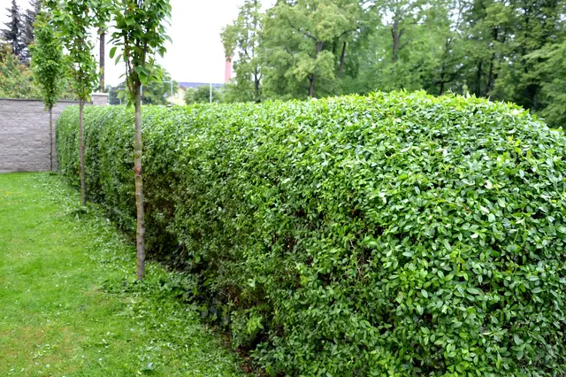 Zelený živý plot s mladými stromky na trávníku.