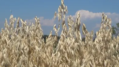 Sucht suché stonky oves na poli pod modrou oblohou.