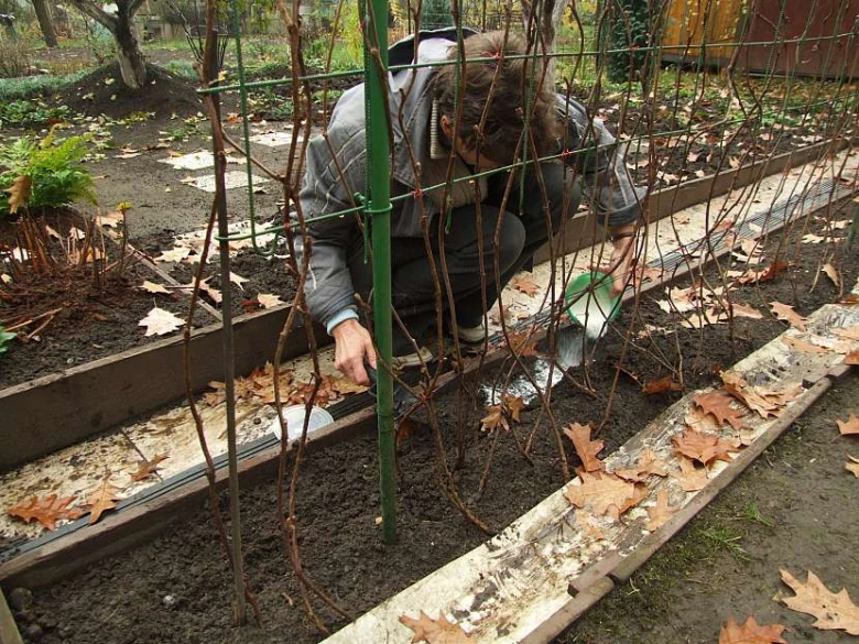 Osoba rozkládá hnojivo s draslíkem a fosforem na zahradní půdu.