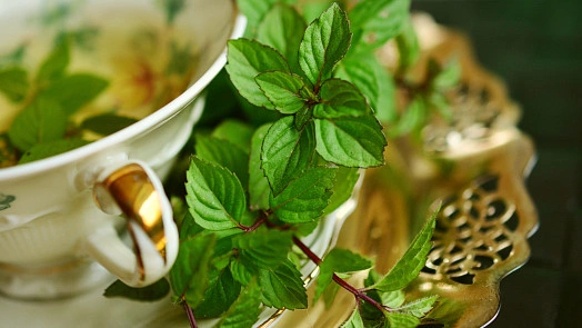 Fresh mint leaves in teacup