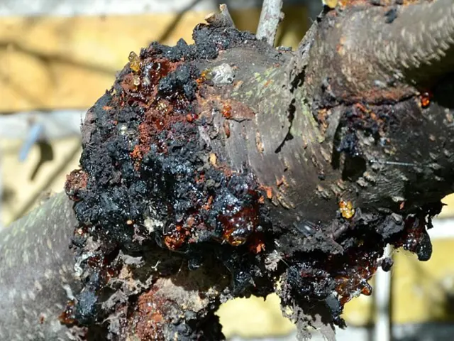 Apple tree canker lesion