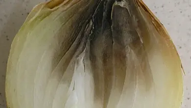 Půlkroužek cibule s viditelným hnitím od kořene směrem dovnitř.
