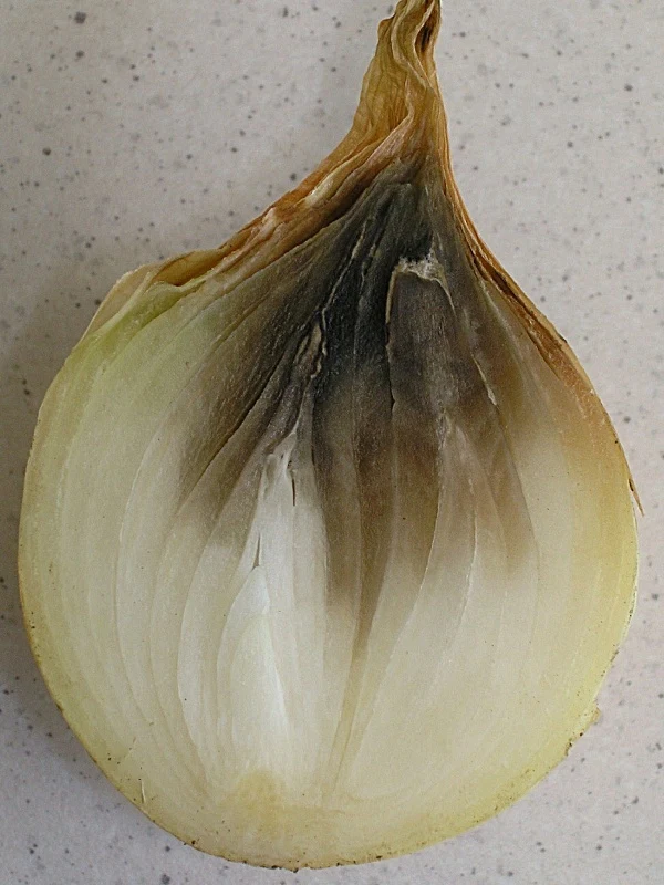 Půlkroužek cibule s viditelným hnitím od kořene směrem dovnitř.