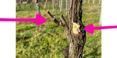 Detailní pohled na roubování staré vinné révy s označenými místy.