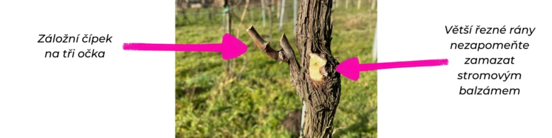Detailní pohled na roubování staré vinné révy s označenými místy.