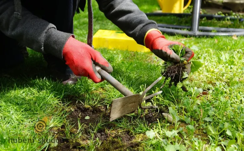 Osoba ručně vytrhává plevel z trávníku pomocí zahradního nástroje.