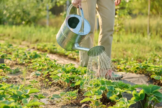 Watering strawberry plants
