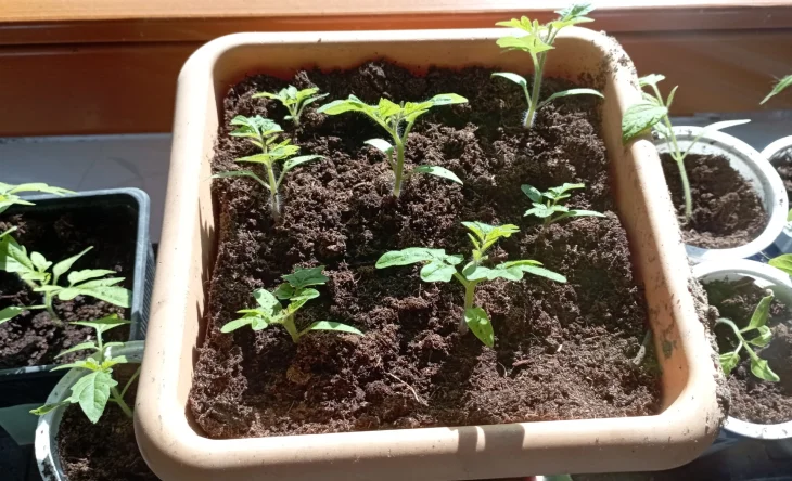 Malé sazenice rajčat rostou v květináči na okenním parapetu.