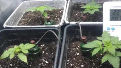 Rostliny v květináčích s kapkovou závlahou pro domácí pěstování.