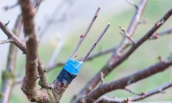 Ovocný strom s nově zasazenými řízky vázanými páskou.
