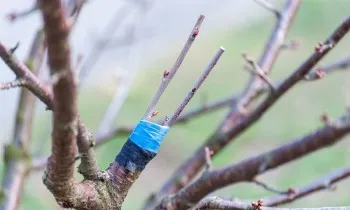 Přesazované větve jabloně s modrou páskou pro úspěšný růst.