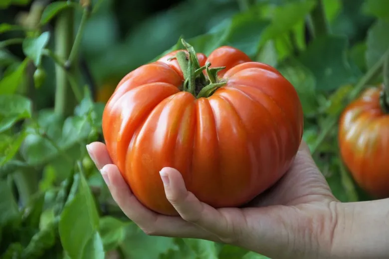 Velká červená rajčata držená v ruce na pozadí zelené zahrady.