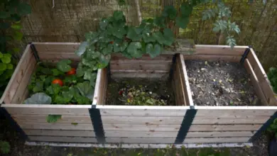 Raised garden beds with squash and tomatoes