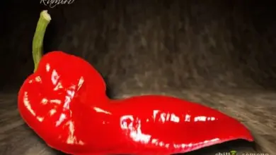 Jedno červené plodové tělo papriky ramiro na tmavém pozadí.