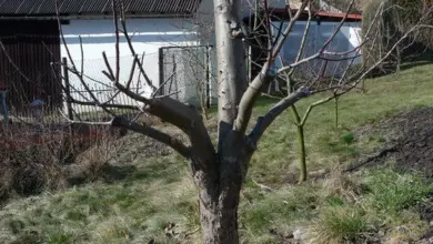 Ořezaná jabloň připravená na roubování v zahradě.