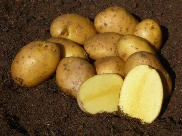 Potatoes cut open