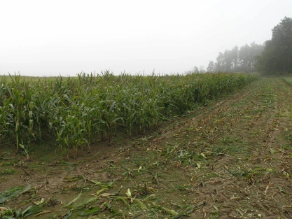 Corn field rows