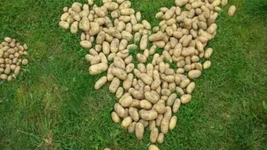 Brambory na trávníku uspořádané do tvaru kuřete.