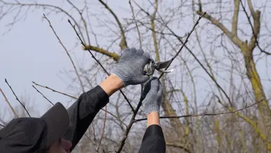Osoba řezá větev třešně zahradnickými nůžkami na jaře.