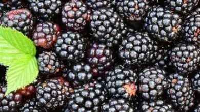 Blackberries with leaf