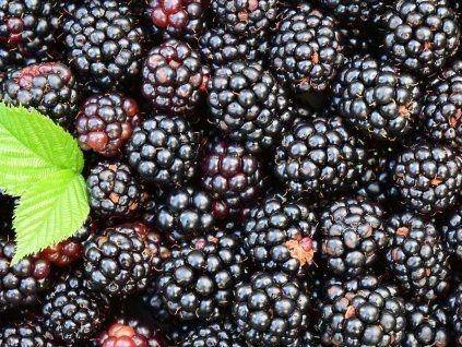 Blackberries with leaf