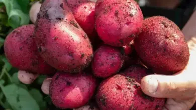 Čerstvé červené brambory v rukou po sklizni s půdou