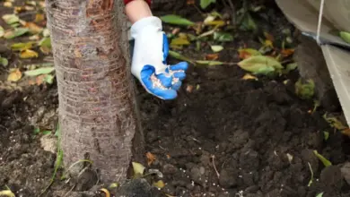Ruka v rukavici rozkládá hnojivo u kmenu stromu.
