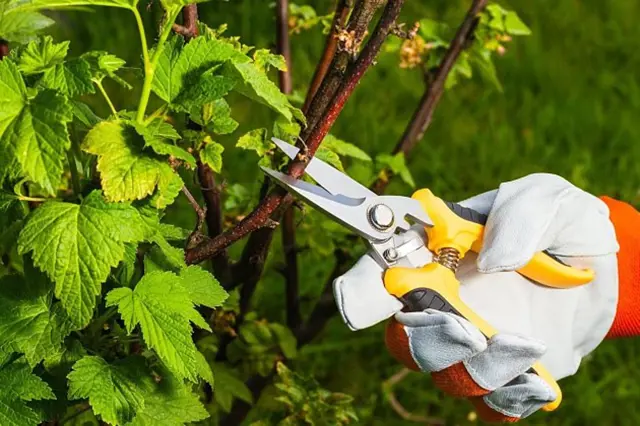 Hand pruning blackcurrant bush with shears