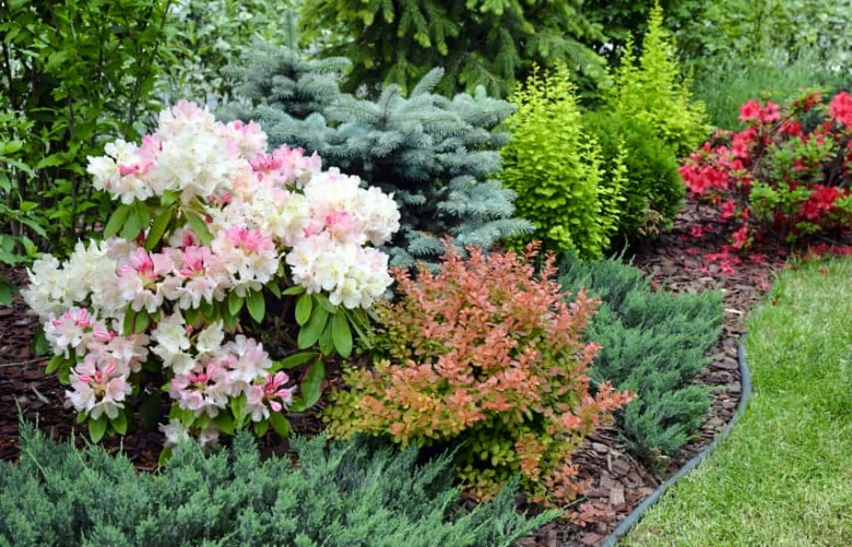 Květinová záhon s rododendróny a jehličnany v zahradě.
